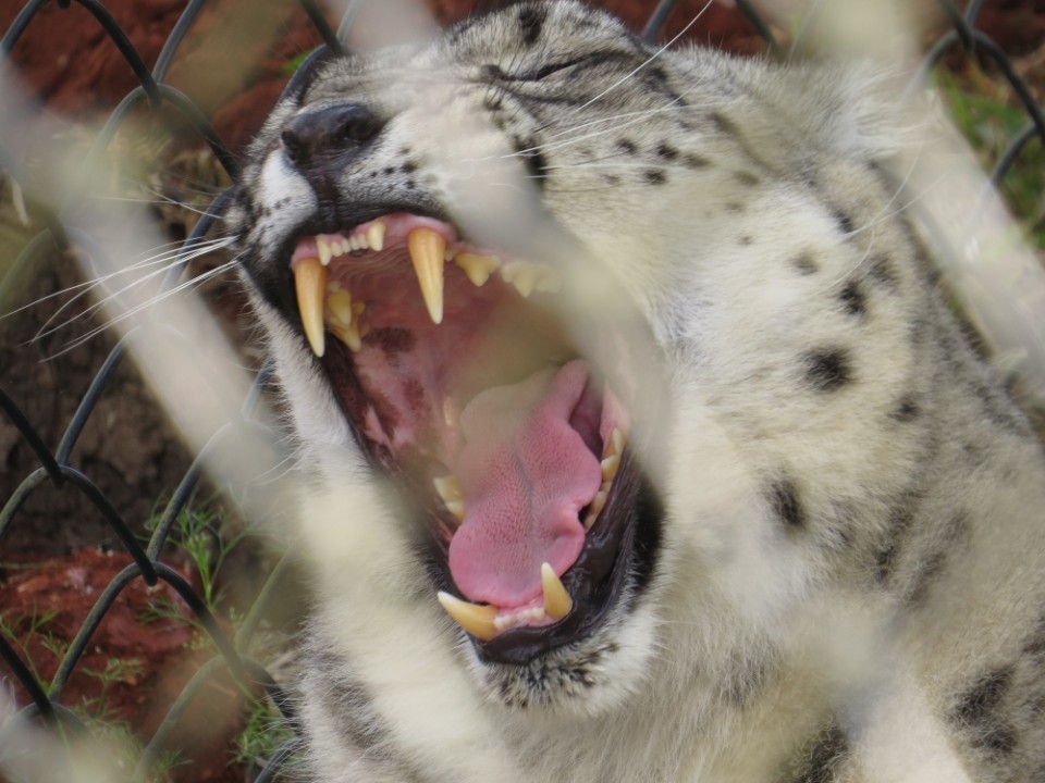 snow leopard teeth